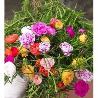 hoa mười giờ Kép Thái mix màu kèm chậu