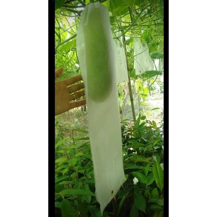 20 túi bao bầu, bí, mướp 20*60cm vải không dệt