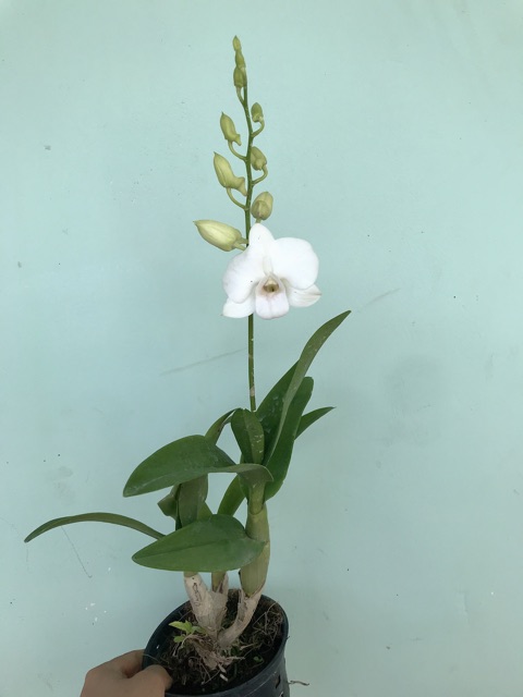 Hoa Lan Denro màu trắng hồng cây đang nụ