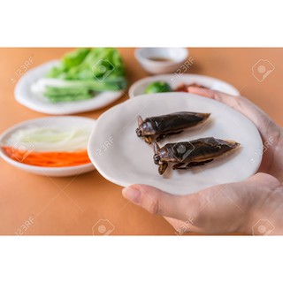 Set 5 Cà cuống nguyên con