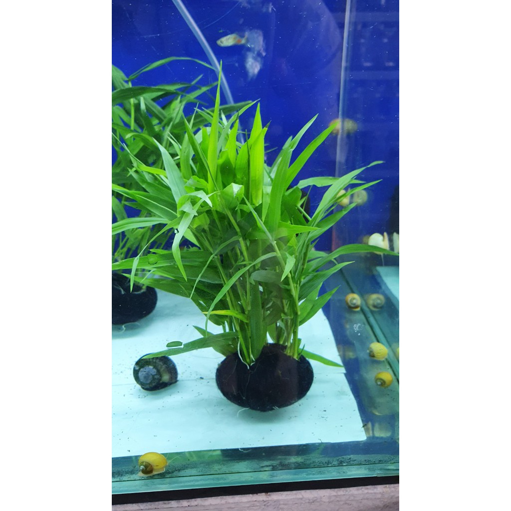 Cây thủy sinh tre giá thể-Huấn-sinh-vật-cảnh