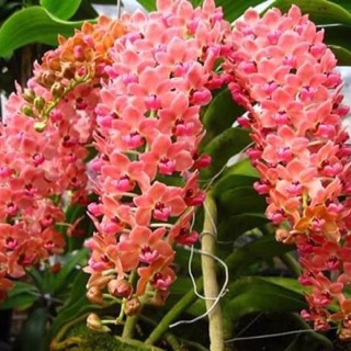Ngọc điểm Thái đủ màu