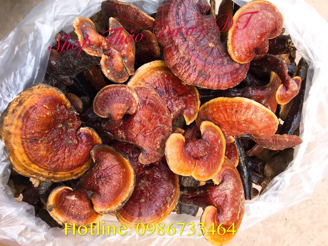 100g Nấm Lim Xanh - Trồng Tự Nhiên