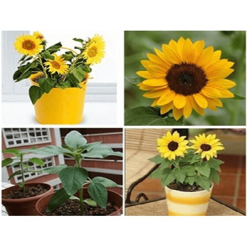 Hạt giống hoa Hướng Dương lùn baby nhiều hoa dễ trồng Helianthus Seeds