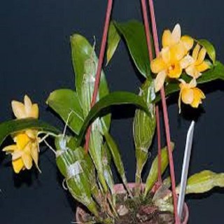 Hoa phong lan - kiều dẹt (khóm 3 cây,cao 35cm, bộ rễ khỏe)