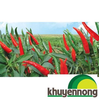 30 Hạt giống ớt chỉ thiên