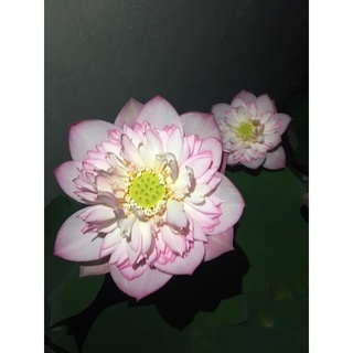 ngó/ củ sen pink lady
