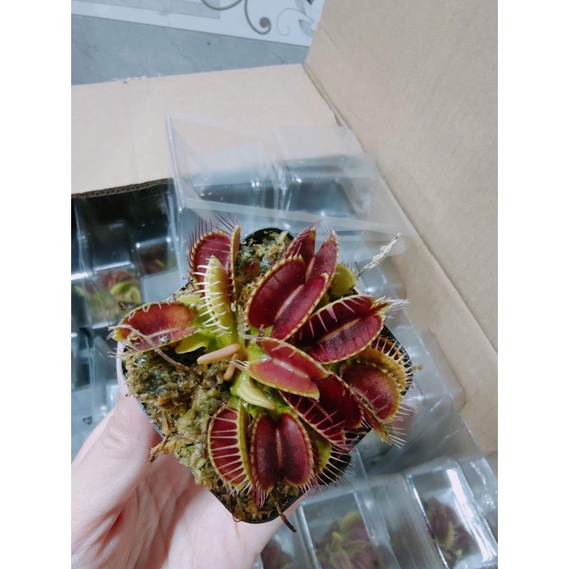 Cây bẫy kẹp bắt mồi - Venus Flytrap