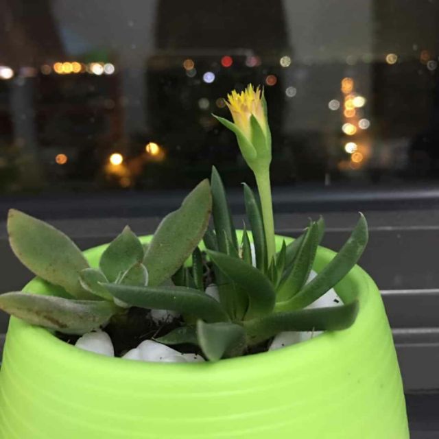 KuMonPhat, Cửa hàng trực tuyến | BigBuy360 - bigbuy360.vn