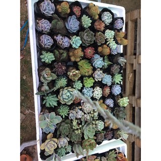 Sen đá size BẦU mix 10 cây