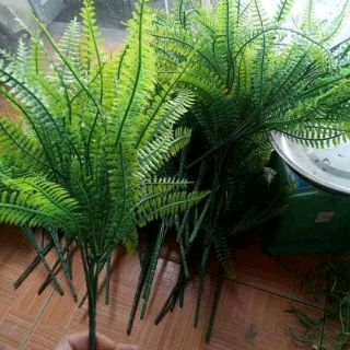 cụm điểm dương xỉ xanh