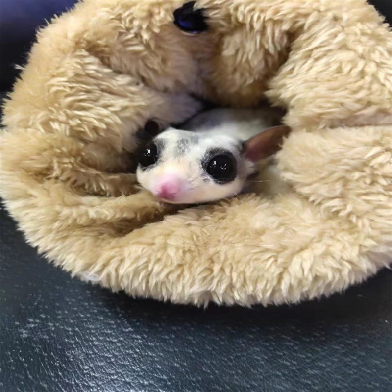 Aoto Túi Ngủ Cotton Nhỏ Thoải Mái Dễ Thương Cho Sóc Chuột Hamster Chinchilla