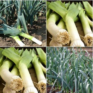 Hạt Giống Tỏi Tây ( Hành Boa Rô ) - 1gram