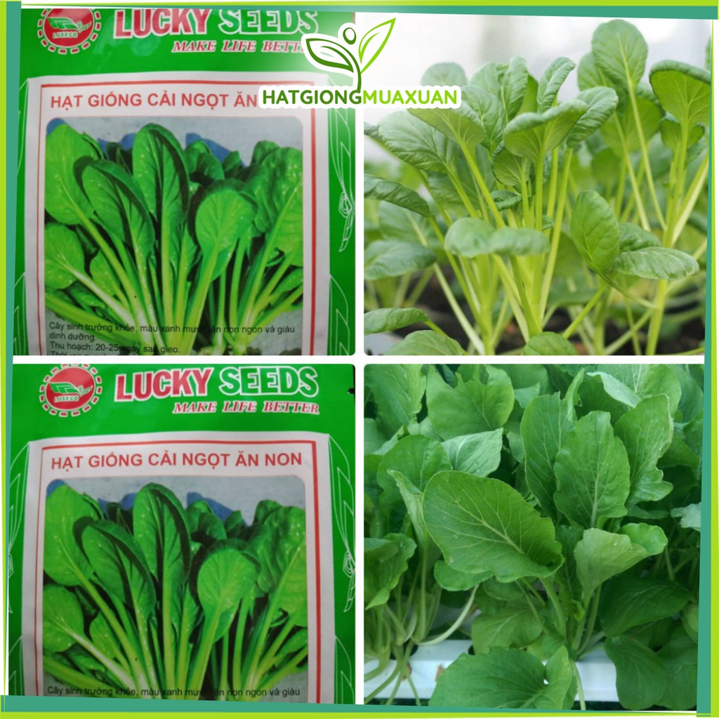 Bán buôn Hạt giống cải ngọt ăn non LUCKY SEEDS bao đẹp