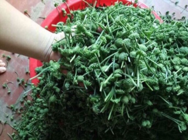 Nụ hoa tam thất BAO TỬ khô 100g