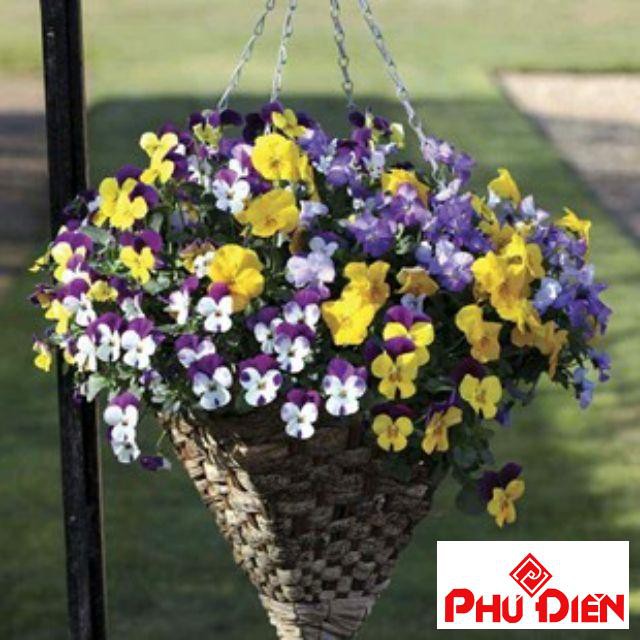 100 hạt giống hoa pansy mix màu PHÚ ĐIỀN
