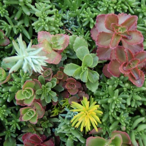 Hạt giống sen đá Sedum mix chất lượng túi 50 hạt