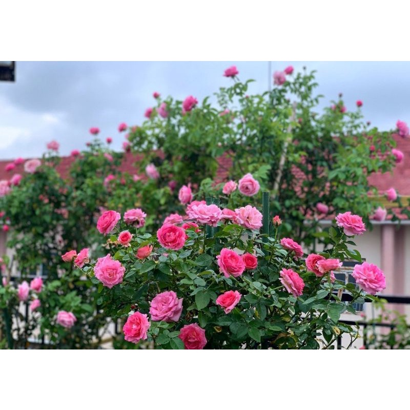 Dưỡng Hoa - Siêu Đẹp - Cánh Dầy Dài , Nhiều Hoa Đẹp Màu