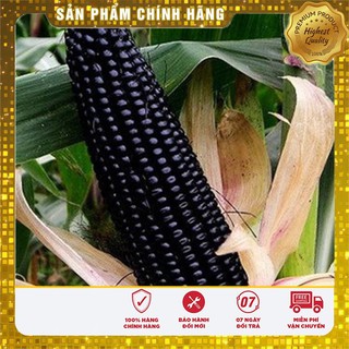 Hạt Giống Ngô Nếp Tím 10gr