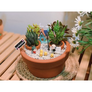 Chậu sen đá mix tiểu cảnh 200-299k.