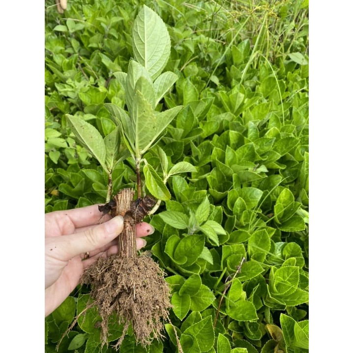 10 Cây Giống Hoa Cẩm Tú Cầu