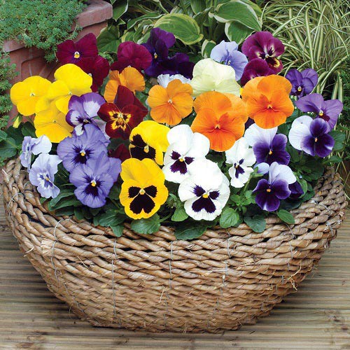 Hạt giống hoa pansy mix Viola - 100 hạt