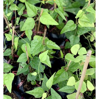 Cây sương sâm lông, sương sâm láng.