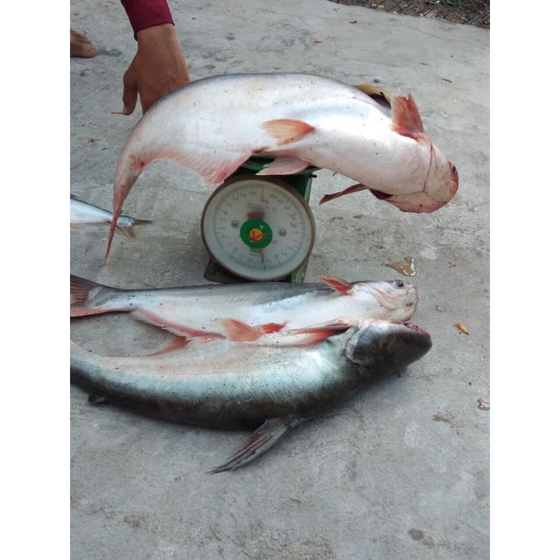 Cám câu cá HUỲNH KHOA