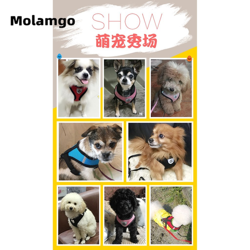 Dây Dắt Thú Cưng Đi Dạo Kèm Dây Xích Tiện Dụng