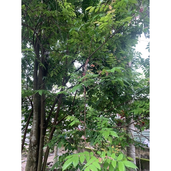 Lá khế tươi 300g