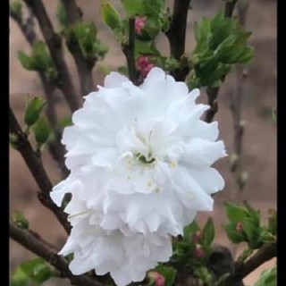 BẦU CÂY GIỐNG HOA NHẤT CHI MAI (HOA MAI TRẮNG)