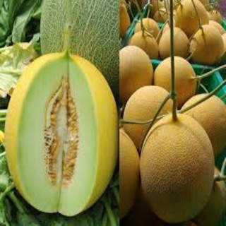 Gói 100 hạt giống dưa lưới vàng F1