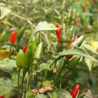 Gói hạt giống ớt thóc siêu cay.nhập khẩu nguyên gói Thái Lan.Khoảng 30 hạt(0,05gr),vị cay đặc trưng,mang đến cho bữa ăn