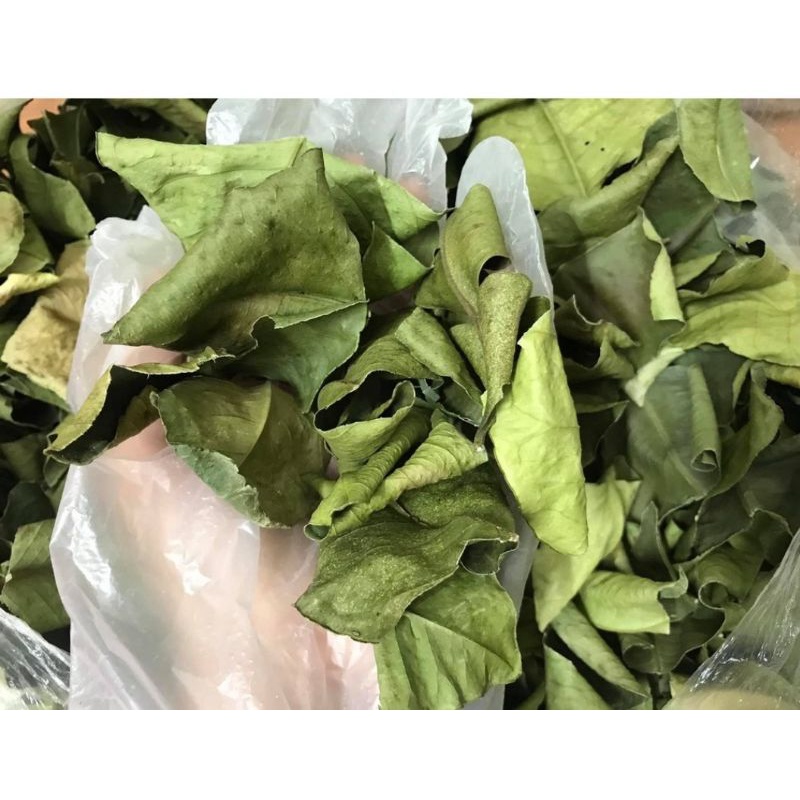 CÀNH LÁ BƯỞI CÓ GAI TƯƠI XANH / KHÔ: ĐỂ XÔNG TẮM LÀM ĐẸP - TẨY UẾ
