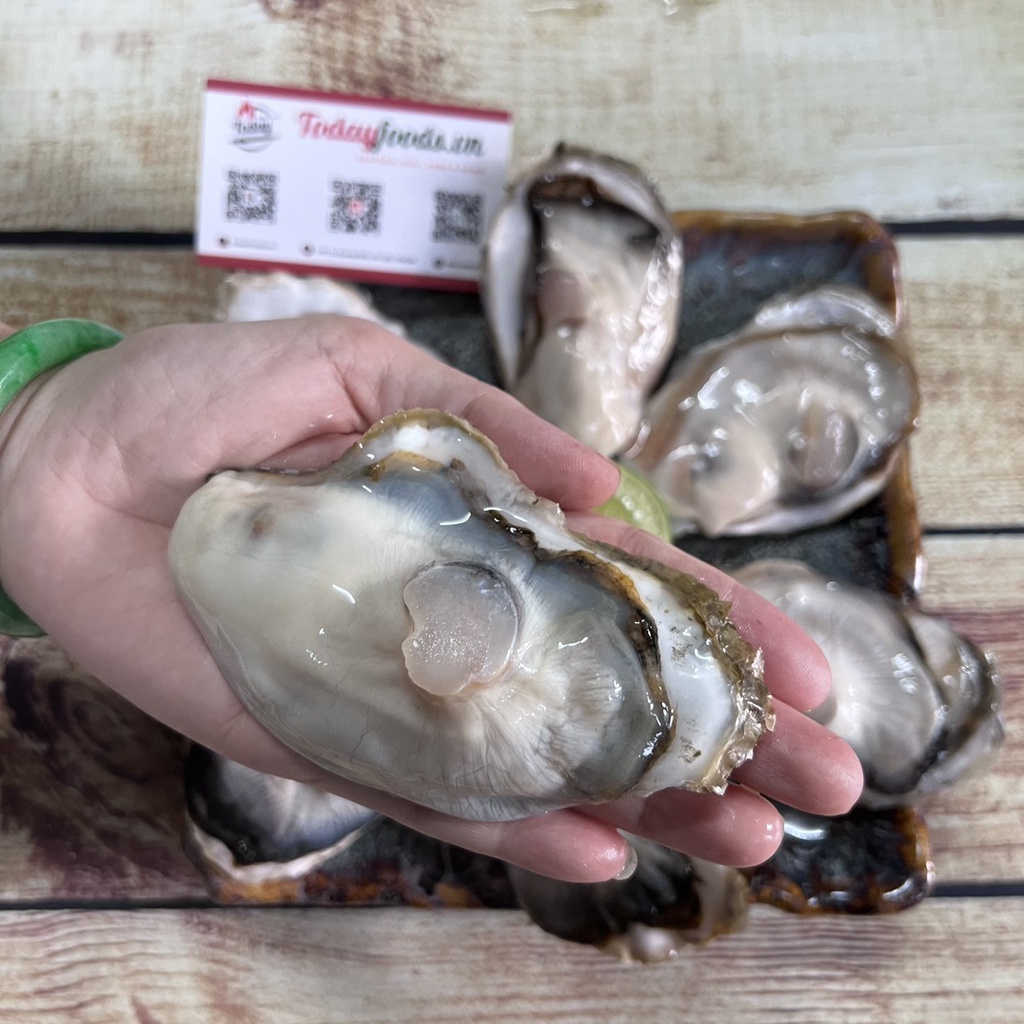 [CHỈ GIAO HCM] Hàu Nhật Bản Miyagi - Hàu chuẩn Sashimi 2L (5-6 con) 1KG Todayfoods