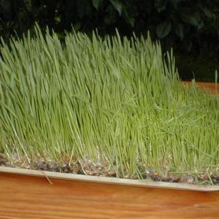 Hạt giống mầm lúa mạch,lúa mì gói 20gr