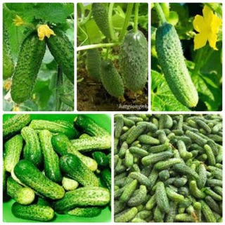 Hạt giống Dưa chuột bao tử