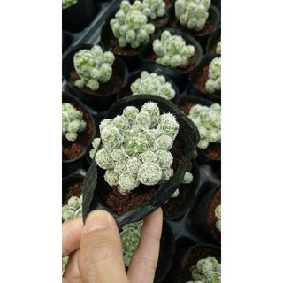 cây xương rồng trứng chim