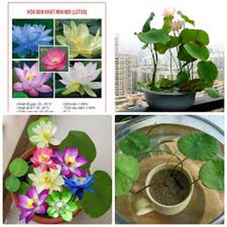 HẠT GIỐNG SEN NHẬT MINI GÓI 5 HẠT