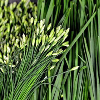 5 gram hạt giống rau hẹ bông