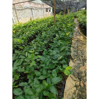 cây giống LÊ ĐỎ NAM PHI ( Giống Cây ghép Cho trái siêu sớm)