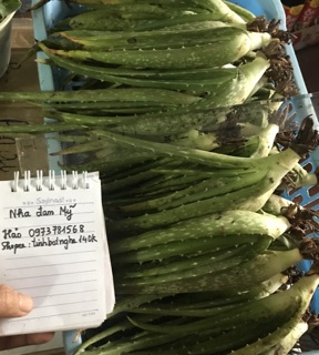Nha đam Mỹ