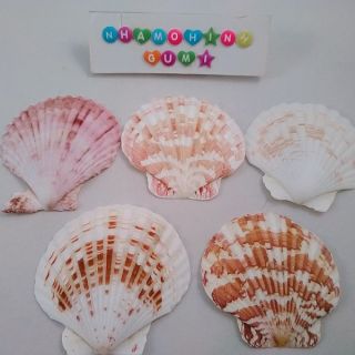 Vỏ Sò điệp trang trí