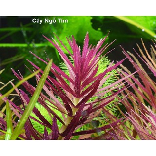 Cây Ngỗ Tím