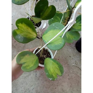 Cẩm cù lá trái tim biên vàng