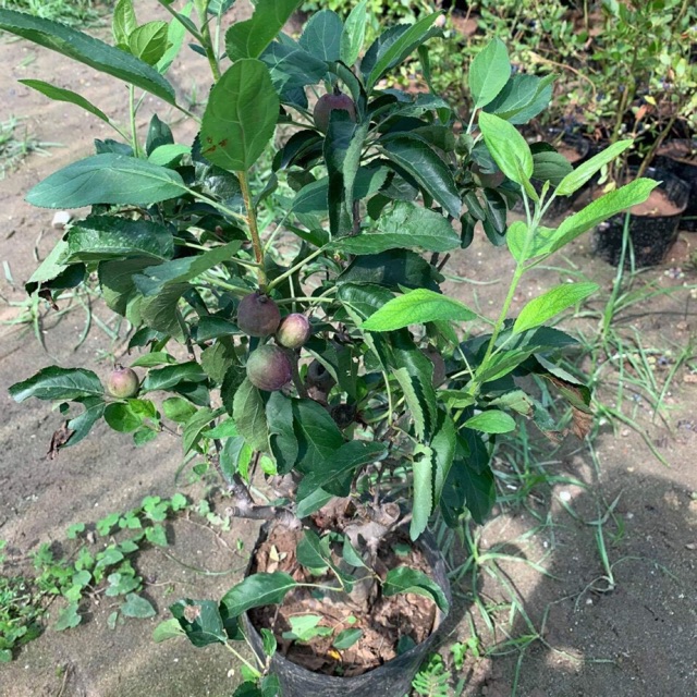 Cây giống táo đỏ