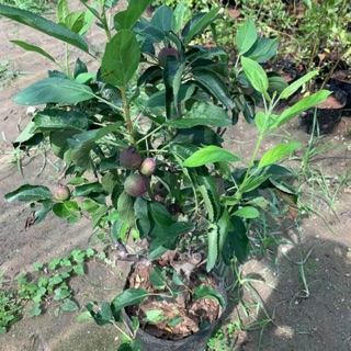 Cây giống táo đỏ