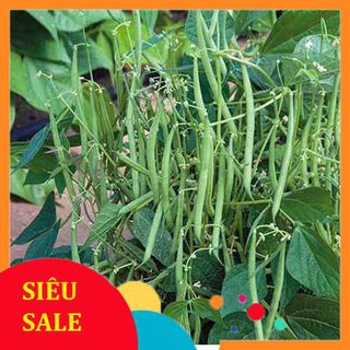 20g Hạt giống Đậu Cove Lùn (tặng gói kích nẩy mầm và hướng dẫn) VIETPHAT