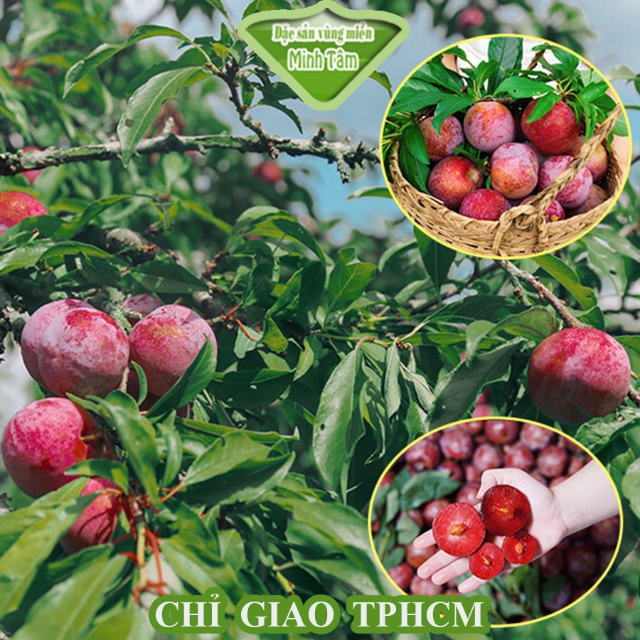 500g Mận Hà Nội quả to chín cây siêu ngon [ CHỈ GIAO TP.HCM]