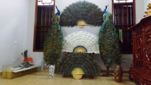 Lông công phong thuỷ 70cm tự nhiên MẮT TO | BigBuy360 - bigbuy360.vn